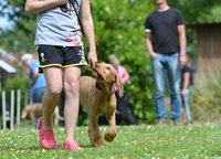 Bezplatný výcvik aj veterinár - Čo zažijete na Žilinskom PESfeste