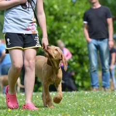 Bezplatný výcvik aj veterinár - Čo zažijete na Žilinskom PESfeste