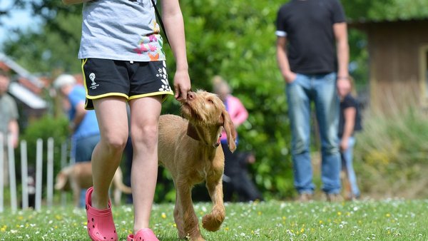 Bezplatný výcvik aj veterinár - Čo zažijete na Žilinskom PESfeste