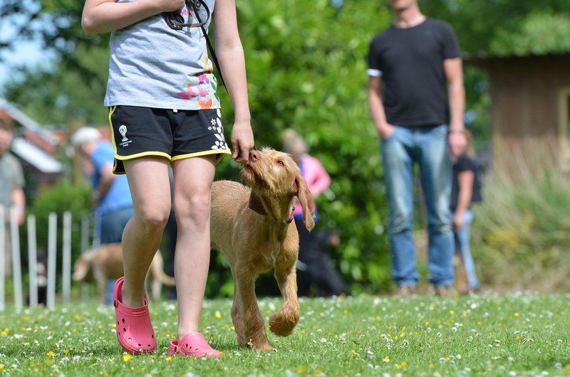 Bezplatný výcvik aj veterinár - Čo zažijete na Žilinskom PESfeste