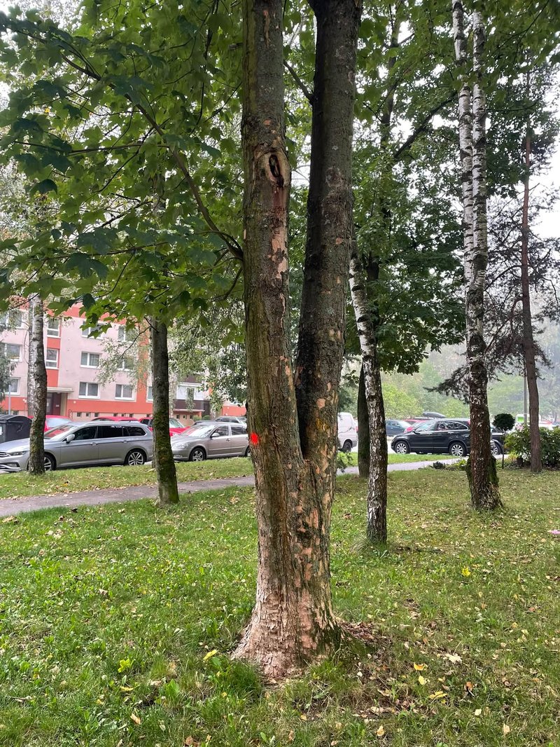 Čo znamenajú tieto značky na sídlisku Vlčince - Obyvatelia sa obávajú výrubu