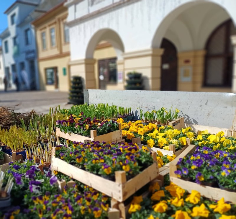 Liptovský Mikuláš rozkvitne - Pozrite sa, kde všade pribudnú tisíce kvetov