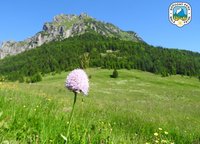 Na Veľkom Rozsutci vrcholí botanická sezóna - Ochranári varujú pred opustením chodníkov