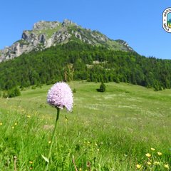 Na Veľkom Rozsutci vrcholí botanická sezóna - Ochranári varujú pred opustením chodníkov