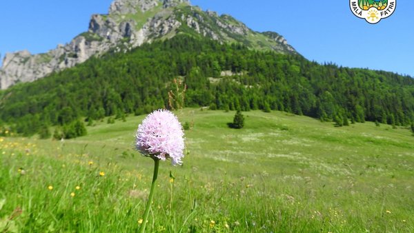 Na Veľkom Rozsutci vrcholí botanická sezóna - Ochranári varujú pred opustením chodníkov