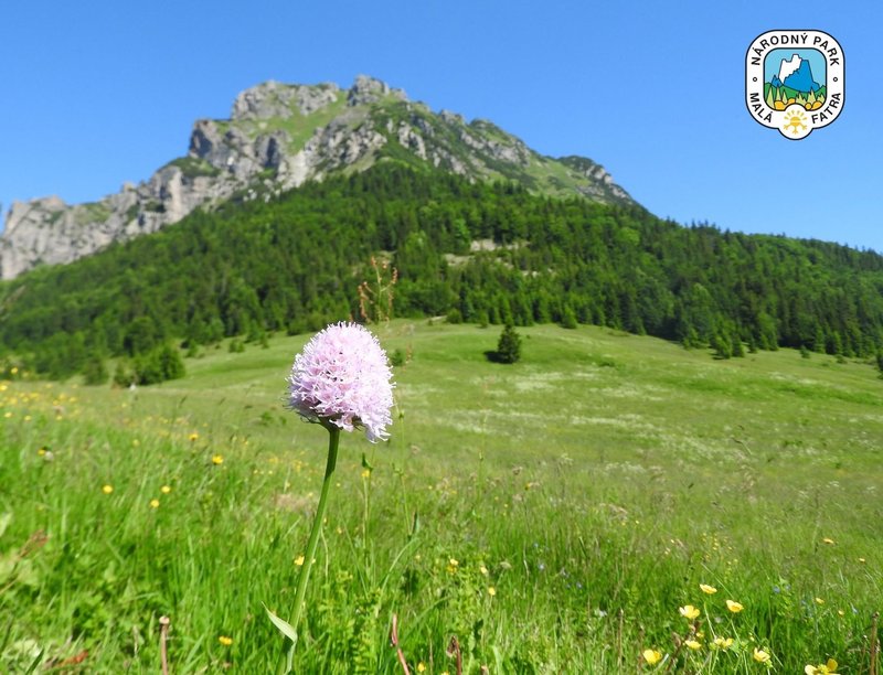 Na Veľkom Rozsutci vrcholí botanická sezóna - Ochranári varujú pred opustením chodníkov