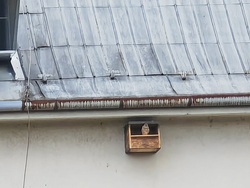 Pomôžu sokoly martinskej nemocnici
