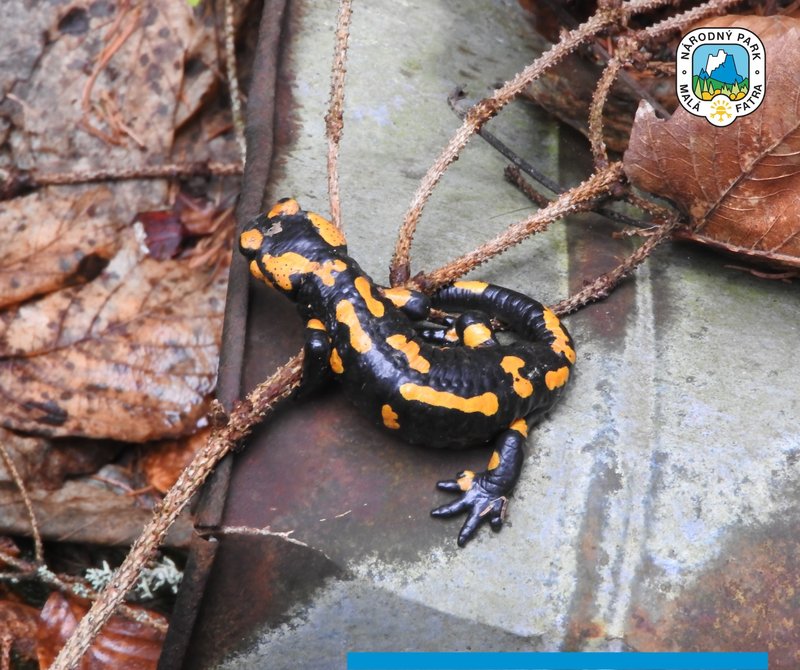 Salamandra škvrnitá